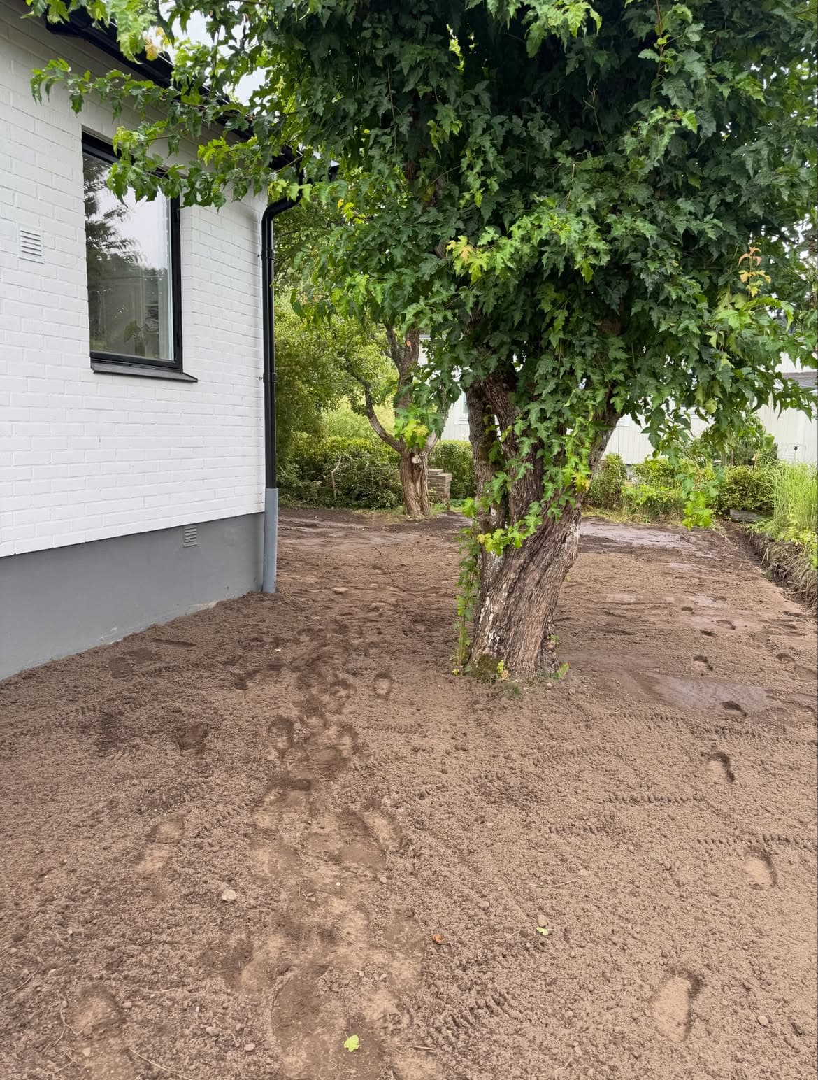 Färdigplanerad yta med ny matjord på tomten